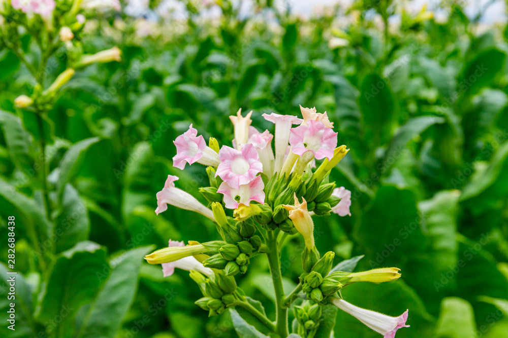 Green Tobacco leaves and pink flowers. Blooming tobacco field. Flowering tobacco plants on tobacco field background, Germany. Tobacco big leaf crops growing in tobacco plantation field Green Tobacco leaves and pink flowers. Blooming tobacco field. Flowering tobacco plants on tobacco field background, Germany. Tobacco big leaf crops growing in tobacco plantation field