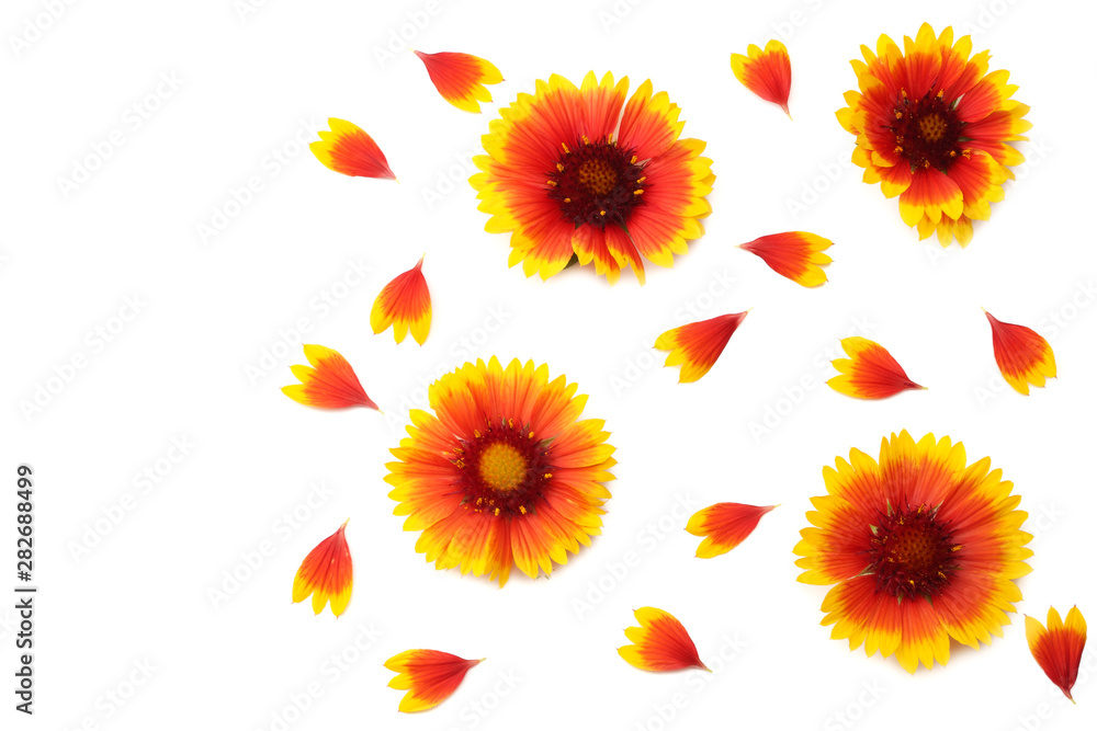 yellow flower head isolated on white background. top view yellow flower head isolated on white background. top view