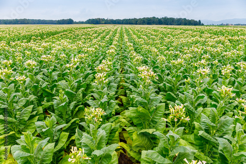 Green Tobacco leaves and pink flowers. Blooming tobacco field. Flowering tobacco plants on tobacco field background, Germany. Tobacco big leaf crops growing in tobacco plantation field