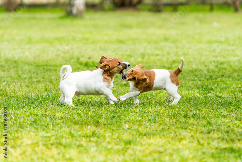 Fototapeta Naklejka Na Ścianę i Meble -  Two Jack Russell terriers playing. Two wonderful jack russell puppies