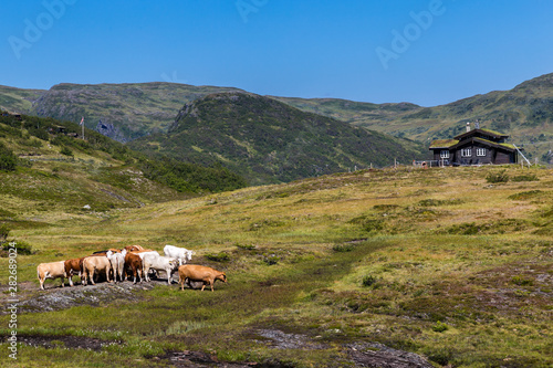 Panoromic view with cows and a house of the National Norwegian Scenic route Gaularfjellet between Myrkdalen and Vik in Norway Scandinavia (n13)