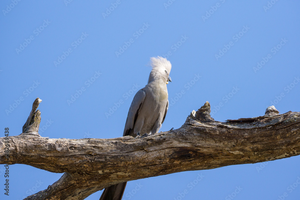 Graulärmvogel Namibia