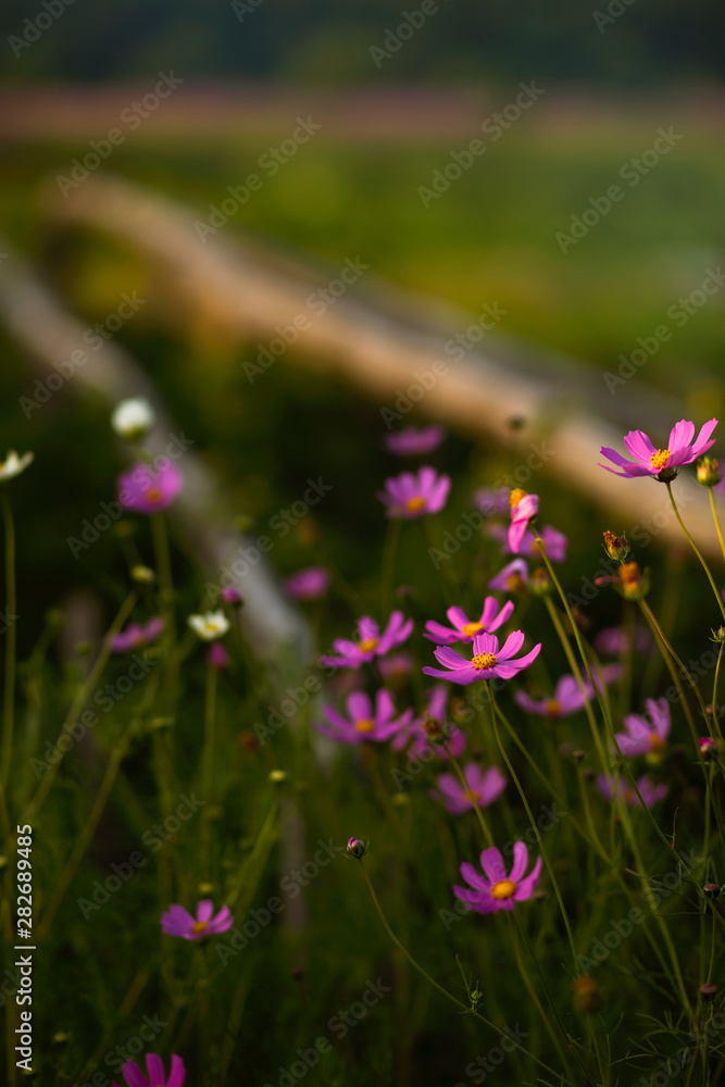 Obraz premium Summer in the countryside. Pink cosmea flowers in a rustic garden.