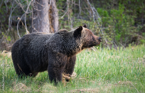 Grizzly bear in th ewild