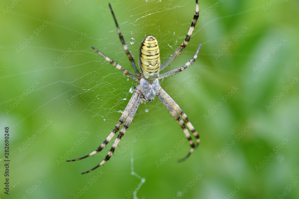 Wasp spider Wildlife macro on the green grass hunting Wasp spider Wildlife macro on the green grass hunting