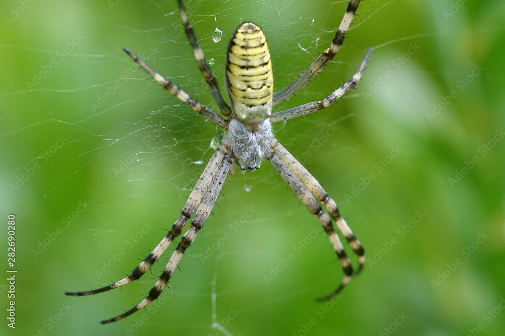 cross wasp spider waits on its web for its prey cross wasp spider waits on its web for its prey
