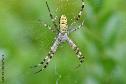 Wasp spider Wildlife macro on the green grass hunting