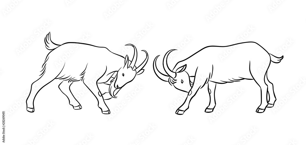 Fototapeta Butting goats in contours - vector illustration