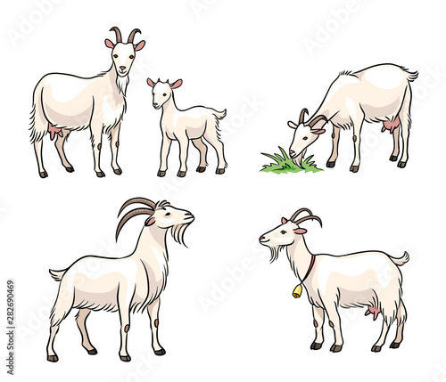 Set of white goats - vector illustration