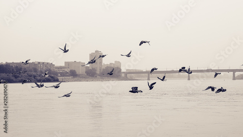 flock of seagulls © MaksimKo