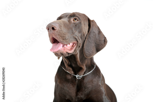 Portrait of an adorable Deutsch Kurzhaar looking up curiously - isolated on white background