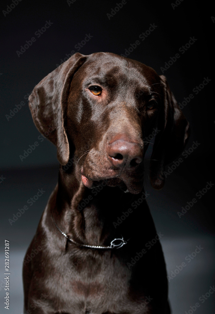 Portrait of an adorable Deutsch Kurzhaar looking curiously at the camera - isolated on grey background