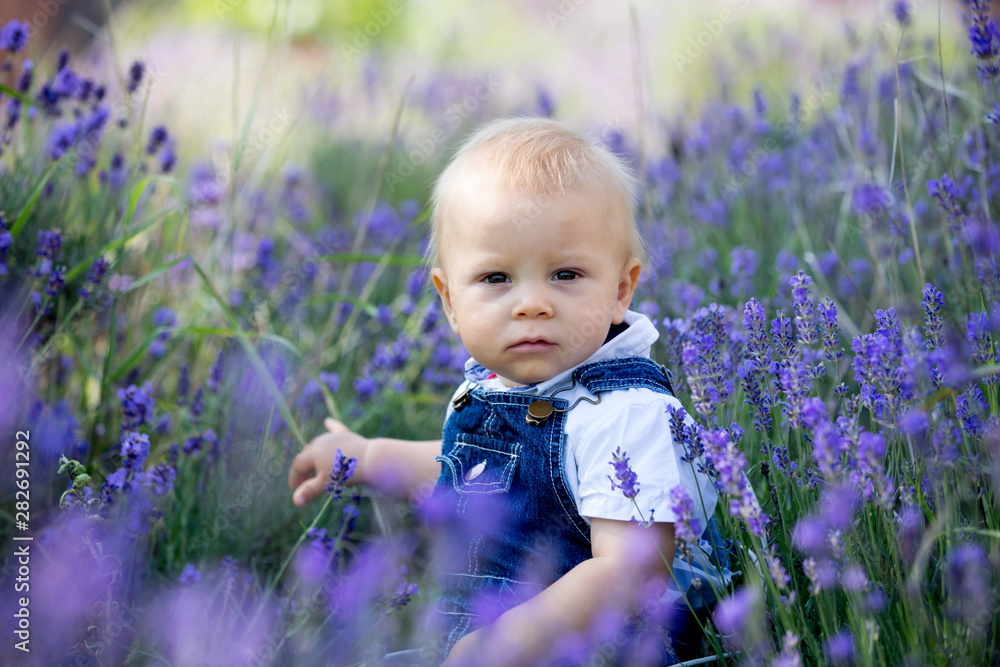 Sweet toddler child in casual cloths, sitting in lavender field, smiling Sweet toddler child in casual cloths, sitting in lavender field, smiling
