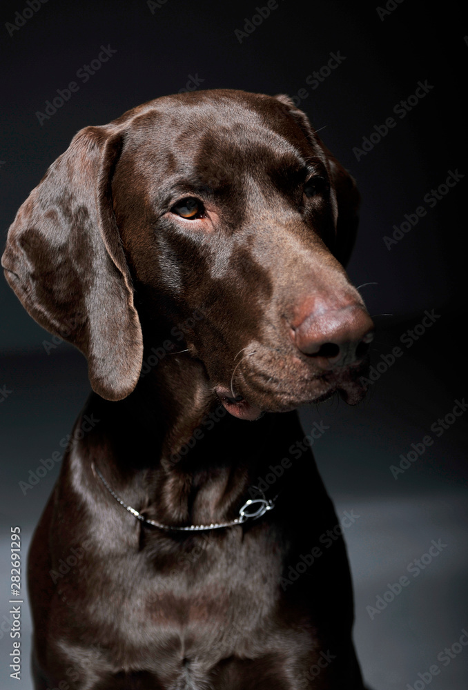 Portrait of an adorable Deutsch Kurzhaar looking curiously - isolated on grey background