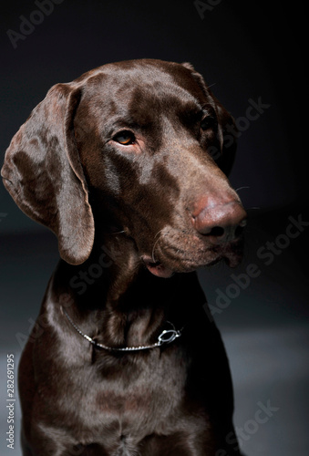 Portrait of an adorable Deutsch Kurzhaar looking curiously - isolated on grey background © Csand