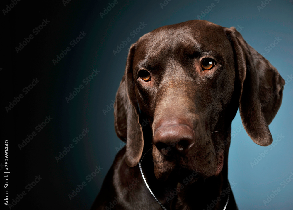 Portrait of an adorable Deutsch Kurzhaar looking curiously at the camera - isolated on blue background