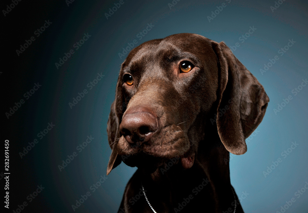 Portrait of an adorable Deutsch Kurzhaar looking curiously - isolated on blue background