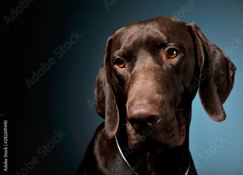 Portrait of an adorable Deutsch Kurzhaar looking curiously at the camera - isolated on blue background © Csand
