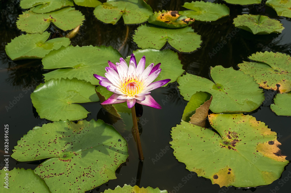 Blooming Lotus on the flat surface of the water. Water flower pale lilac and large green leaves Blooming Lotus on the flat surface of the water. Water flower pale lilac and large green leaves