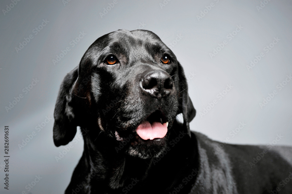 Portrait of an adorable Labrador retriever looking curiously - isolated on grey background Portrait of an adorable Labrador retriever looking curiously - isolated on grey background