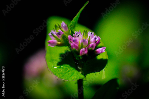 flores