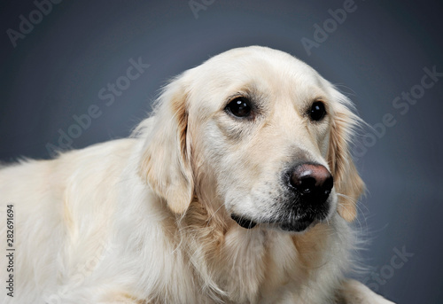Portrait of an adorable Golden retriever looking curiously - isolated on blue background © Csand