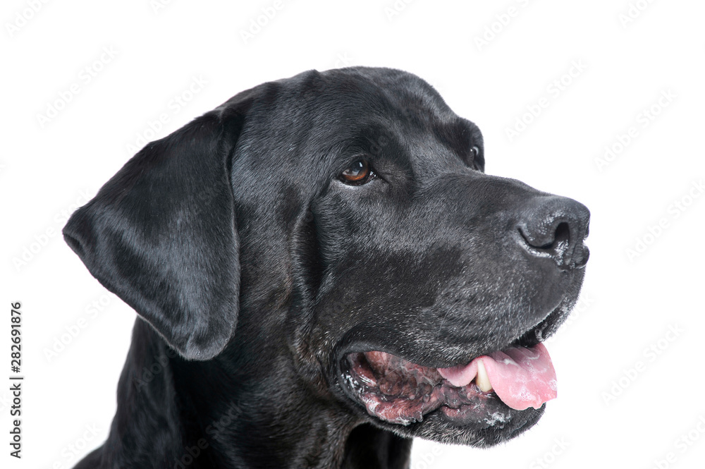 Portrait of an adorable Labrador retriever looking curiously - isolated on white background Portrait of an adorable Labrador retriever looking curiously - isolated on white background