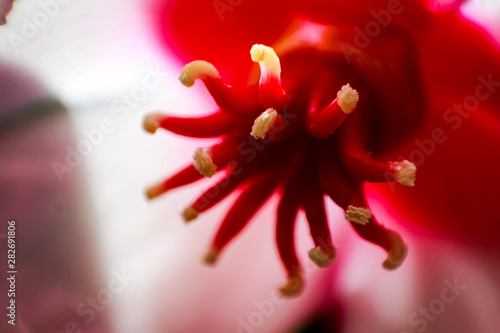 flor pulpo