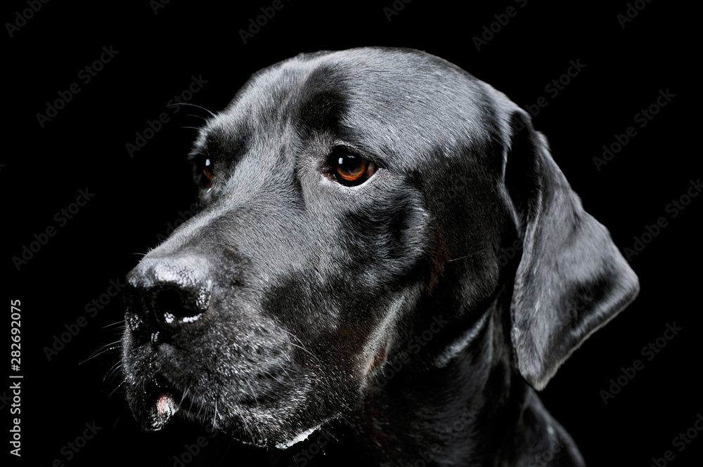 Portrait of an adorable Labrador retriever looking curiously - isolated on black background
