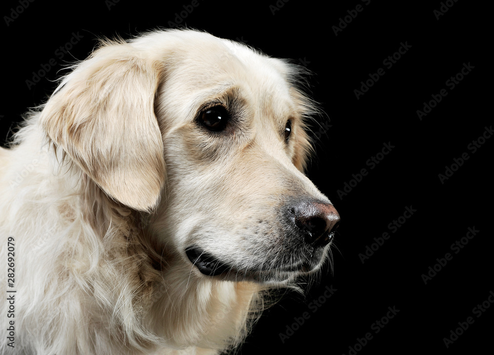Portrait of an adorable Golden retriever looking curiously - isolated on black background