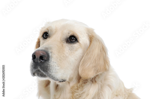 Portrait of an adorable Golden retriever looking curiously - isolated on white background © Csand