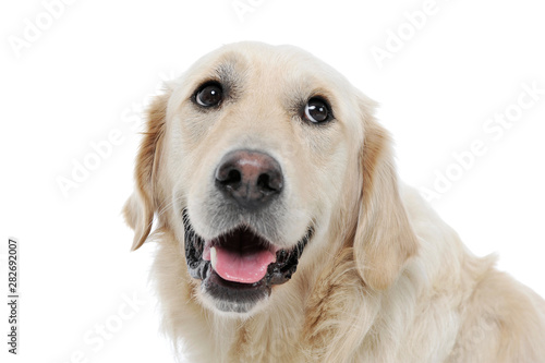 Portrait of an adorable Golden retriever looking satisfied - isolated on white background © Csand