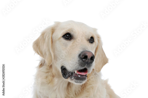 Portrait of an adorable Golden retriever looking curiously - isolated on white background