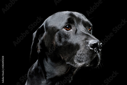 Obraz na plátně Portrait of an adorable Labrador retriever looking curiously - isolated on black