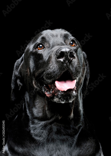 Portrait of an adorable Labrador retriever looking satisfied - isolated on black background