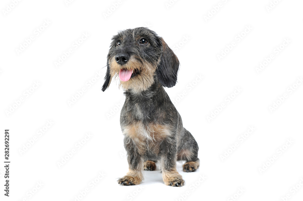 Studio shot of an adorable wired haired Dachshund sitting and looking satisfied