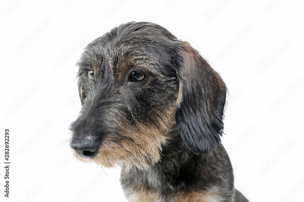 Portrait of an adorable wired haired Dachshund looking sad - isolated on white background