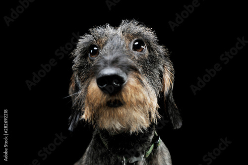 Portrait of an adorable wired haired Dachshund looking curiously at the camera - isolated on black background