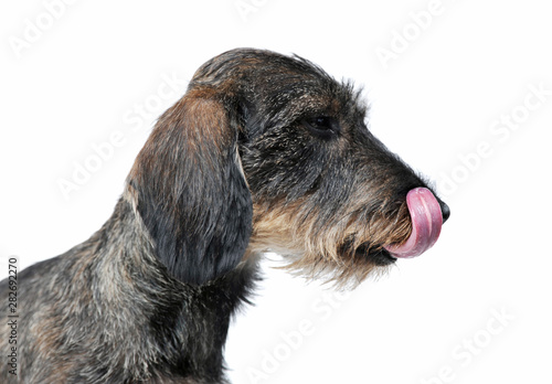 Profile view of an adorable wired haired Dachshund licking his lips - isolated on white background