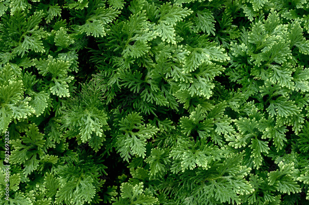 Juicy juniper greens for design. Dark green natural background using coniferous plant Juicy juniper greens for design. Dark green natural background using coniferous plant