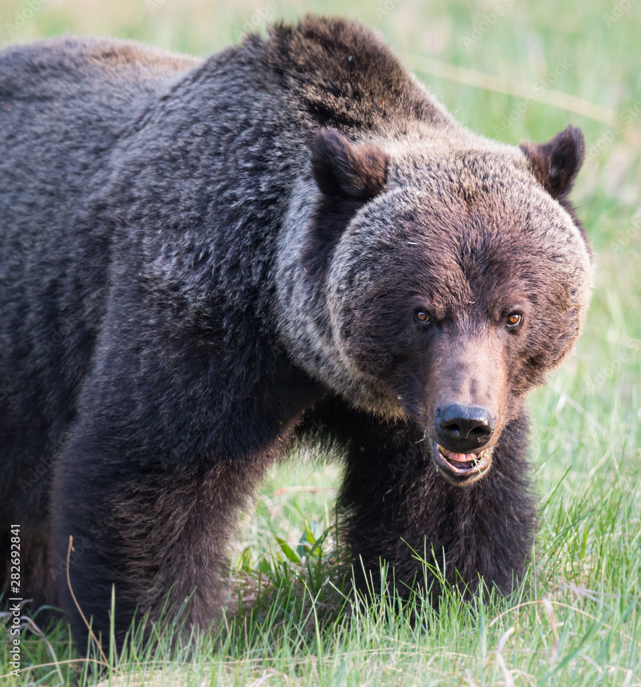 Fototapeta premium Grizzly bear in th ewild