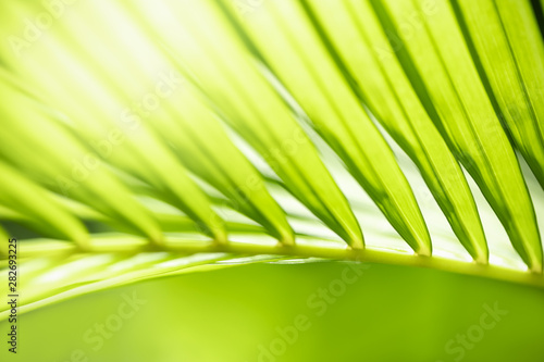 Close up of nature view green coconut / palm leaf on blurred greenery background under sunlight with bokeh and copy space using as background natural plants landscape, ecology wallpaper concept.