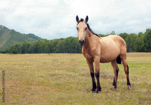 A very beautiful well-kept light brown horse grazes in a wonderful alpine meadow, eats fresh green grass. Mountains, ranch, summer, warm day