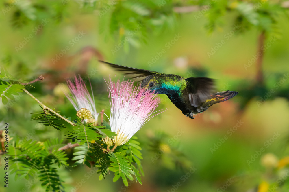 A Black-throated Mango feeds on the flowers of a Calliandra (Powderpuff) tree in a garden. A Black-throated Mango feeds on the flowers of a Calliandra (Powderpuff) tree in a garden.