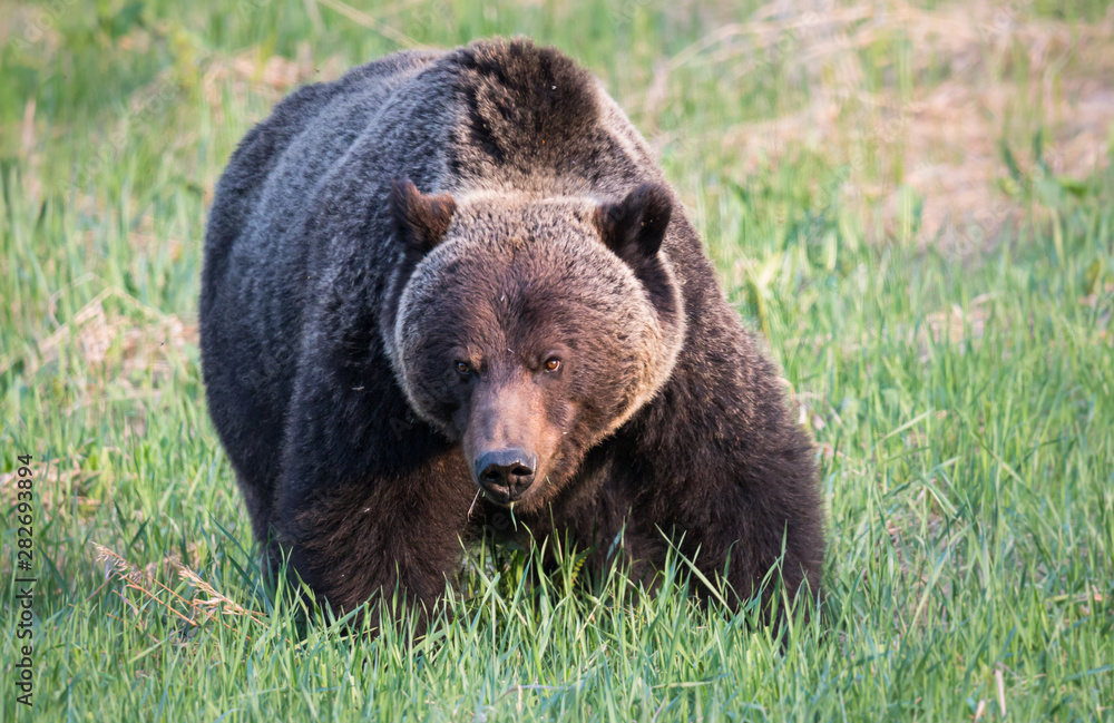 Fototapeta premium Grizzly bear in th ewild