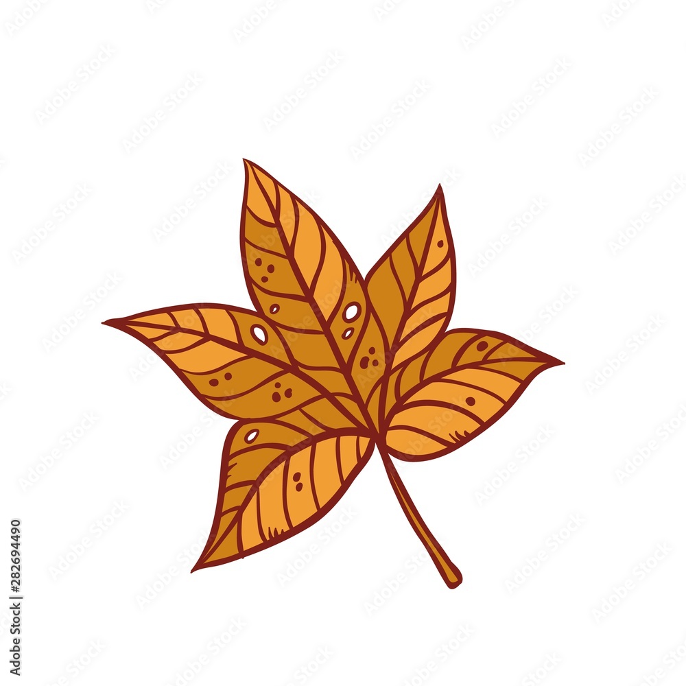 Autumn maple leaf september or october brown defoliation foliage. Vector outline illustration sketch colourful isolated autumnal herbal graphic. Autumn maple leaf september or october brown defoliation foliage. Vector outline illustration sketch colourful isolated autumnal herbal graphic.