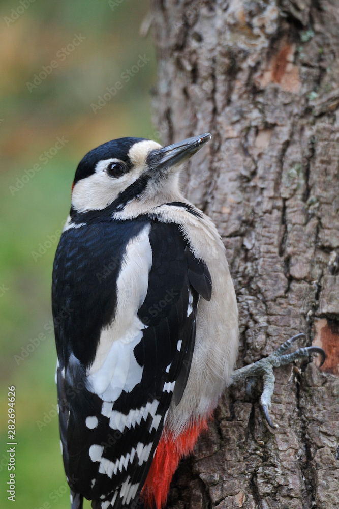 Fototapeta premium Buntspecht bei der Futtersuche