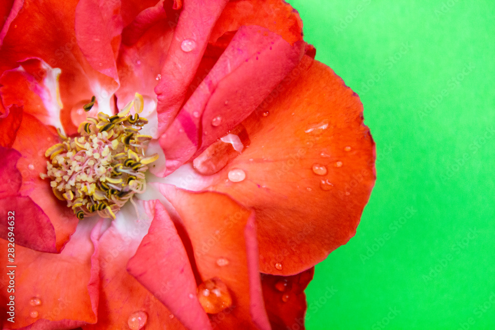 Rose flower. Flower in garden at sunny summer or spring day. Flower for postcard beauty decoration and agriculture concept design. macro. Colorful flower. flower pattern. flower background. flower bou Rose flower. Flower in garden at sunny summer or spring day. Flower for postcard beauty decoration and agriculture concept design. macro. Colorful flower. flower pattern. flower background. flower bou