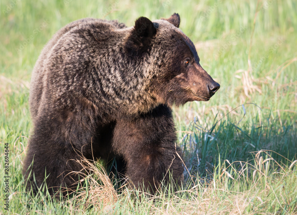 Grizzly bear in th ewild