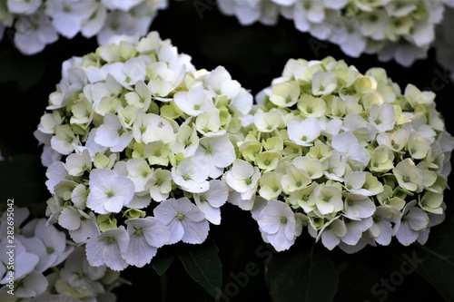 bouquet of white flowers